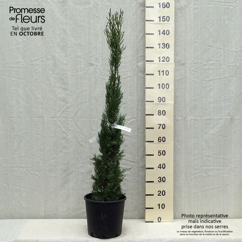 Exemplar von Cupressus sempervirens var. stricta - Mittelmeer-Zypresse wie im Herbst geliefert