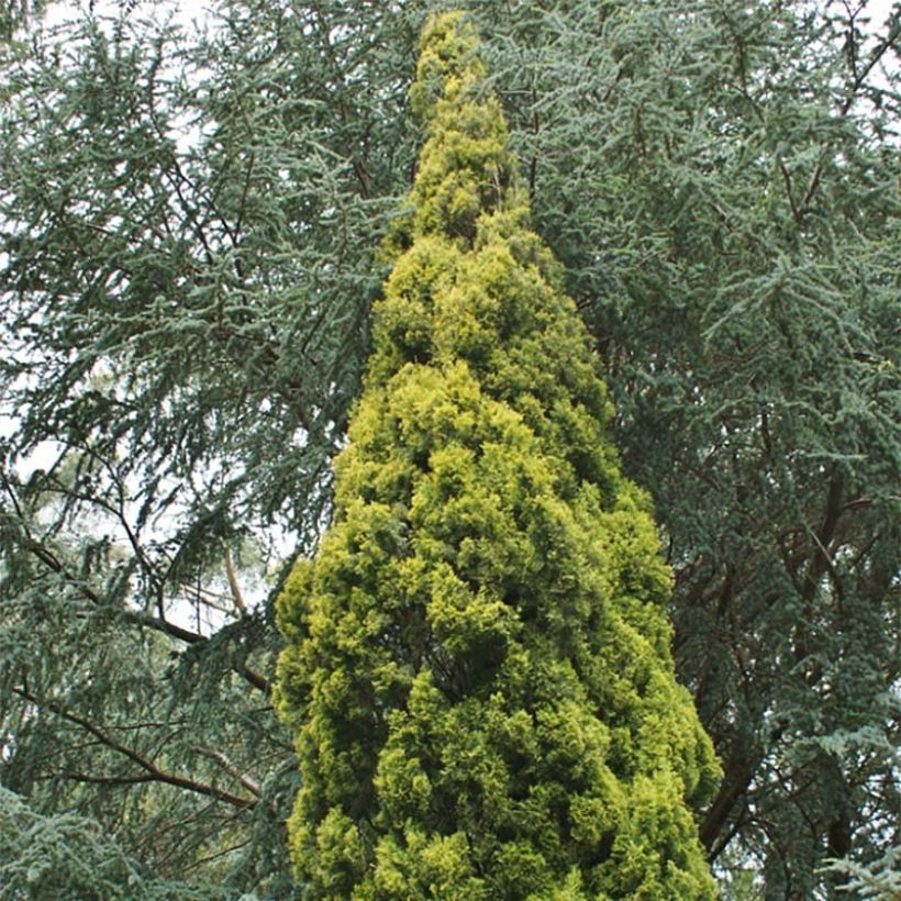 Cupressus sempervirens Swane's Gold - Echte-Zypresse (Laub)