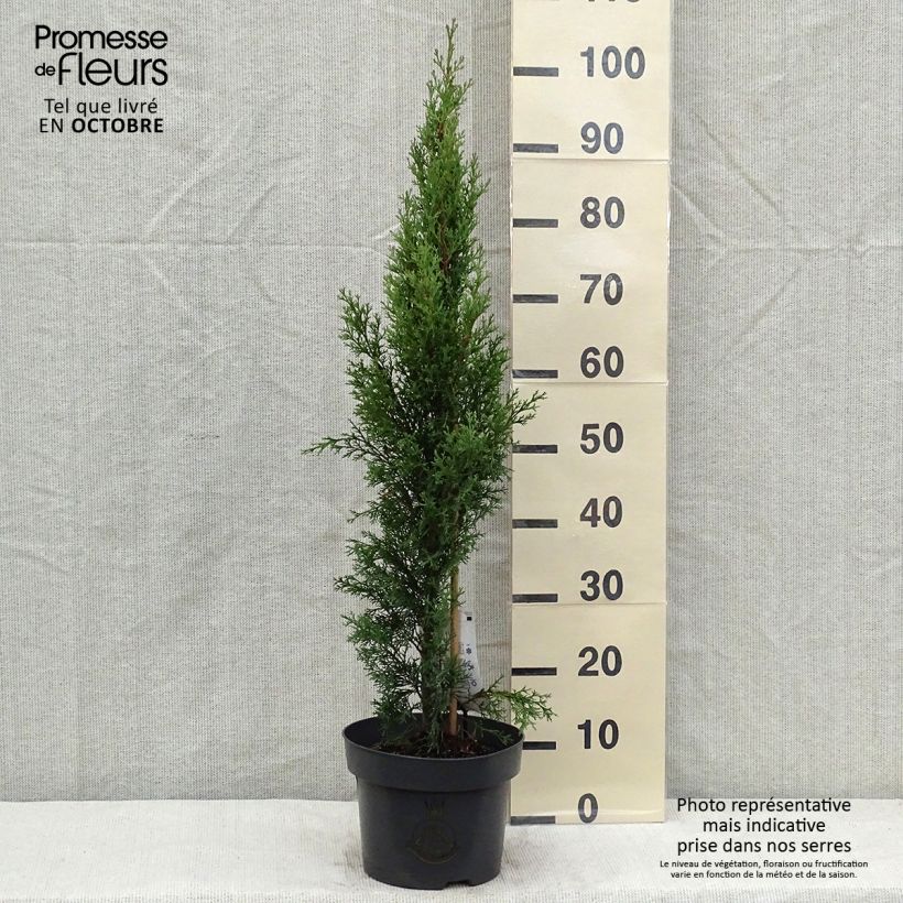 Exemplar von Cupressus sempervirens Totem - Cyprès de Florence en pot de 4/5L wie im Herbst geliefert