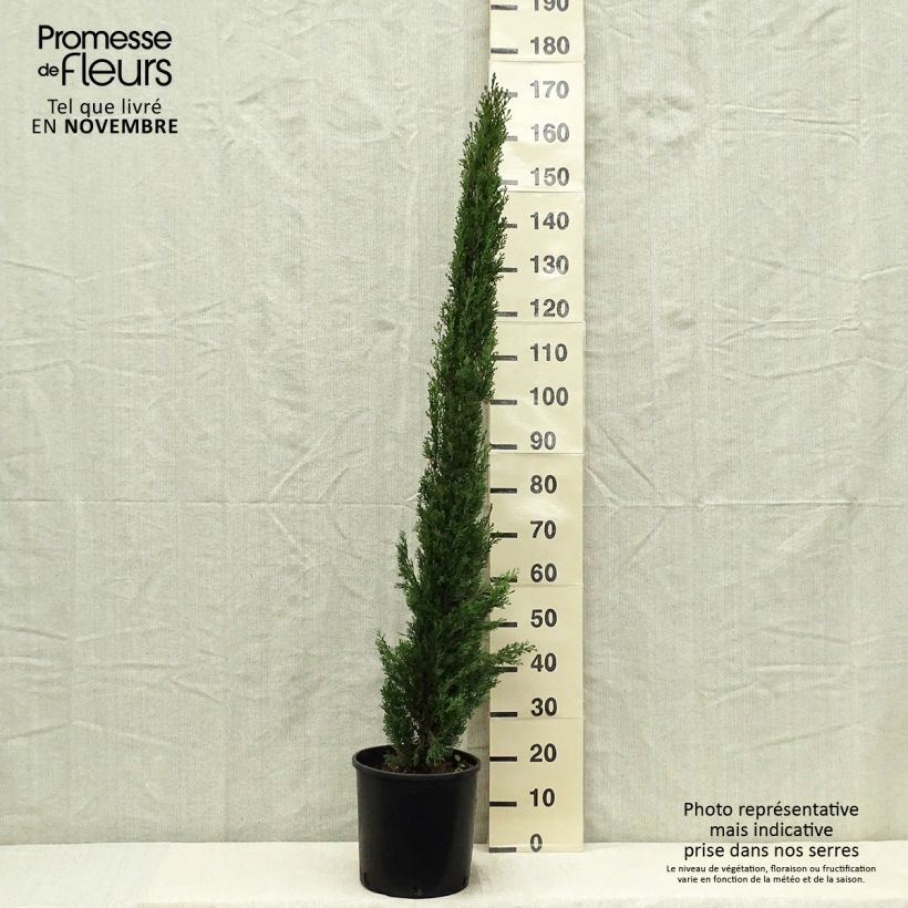 Exemplar von Cupressus sempervirens Totem - Cyprès de Florence en pot de 7,5/10L wie im Herbst geliefert