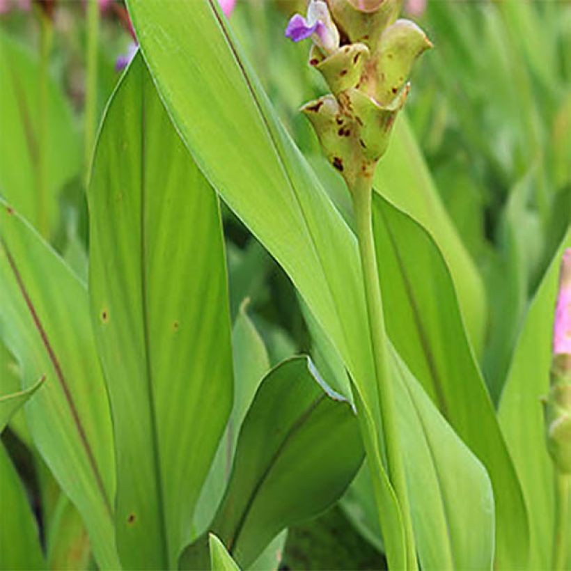 Curcuma alismatifolia Pink - Safranwurz (Laub)