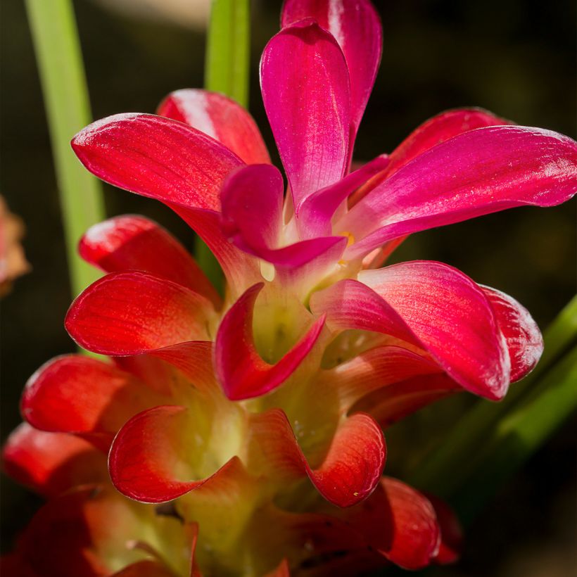 Curcuma alismatifolia Red - Safranwurz (Blüte)