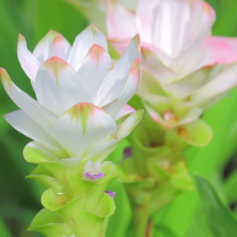 Curcuma alismatifolia White - Safranwurz (Blüte)