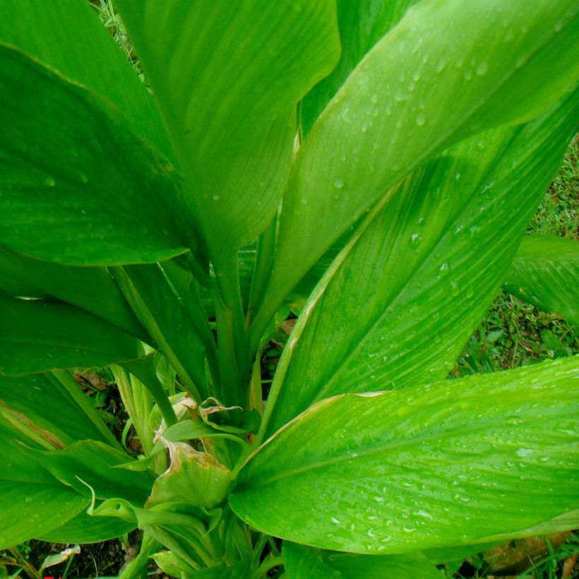 Kurkuma - Curcuma longa (Laub)