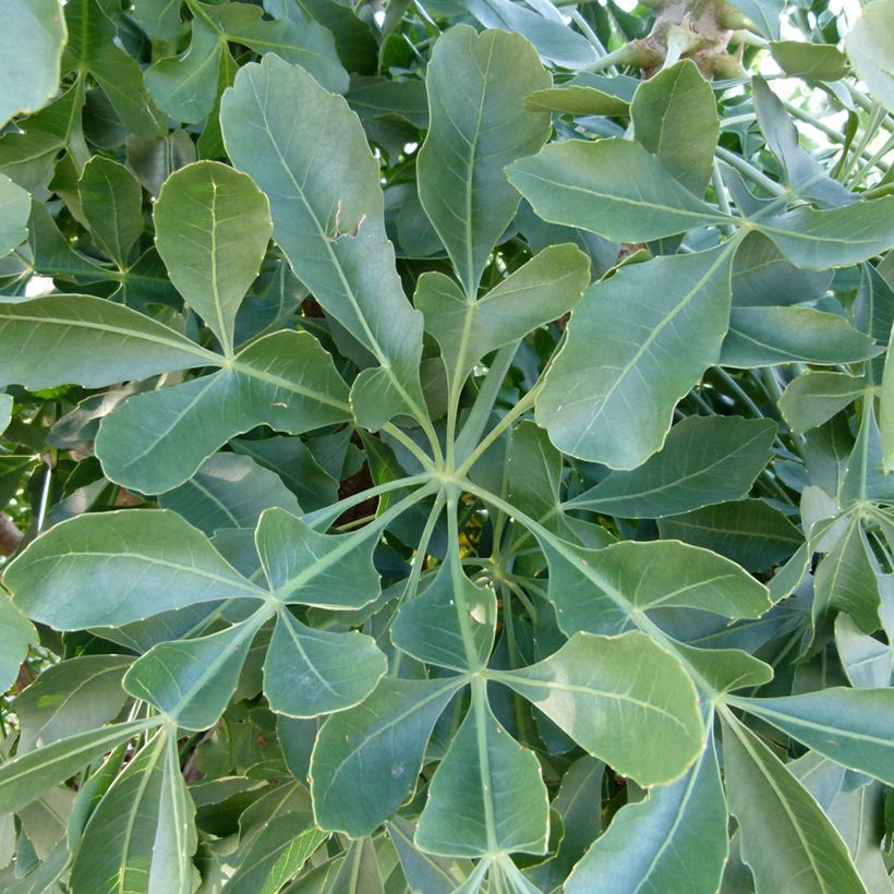 Cussonia spicata (Laub)