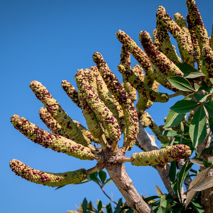 Cussonia spicata (Ernte)