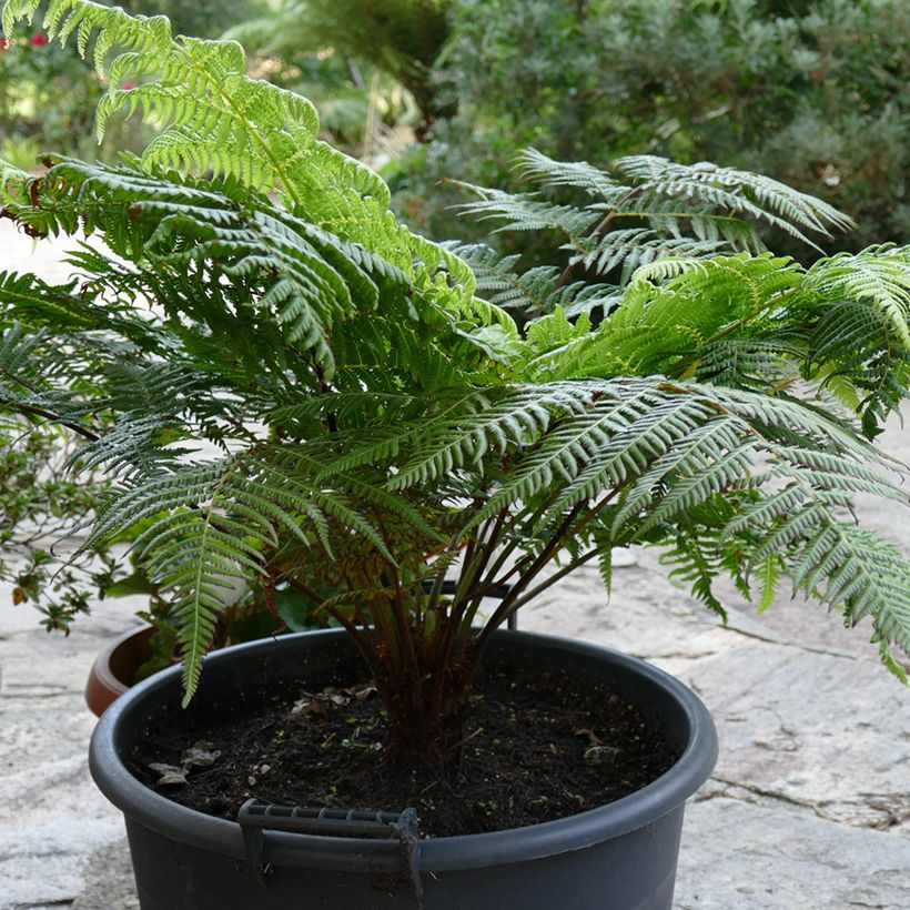 Cyathea australis - Australischer Baumfarn (Hafen)