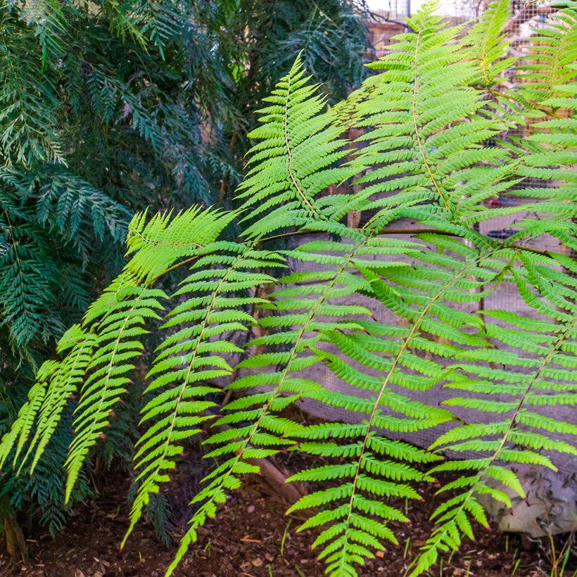 Cyathea australis - Australischer Baumfarn (Laub)