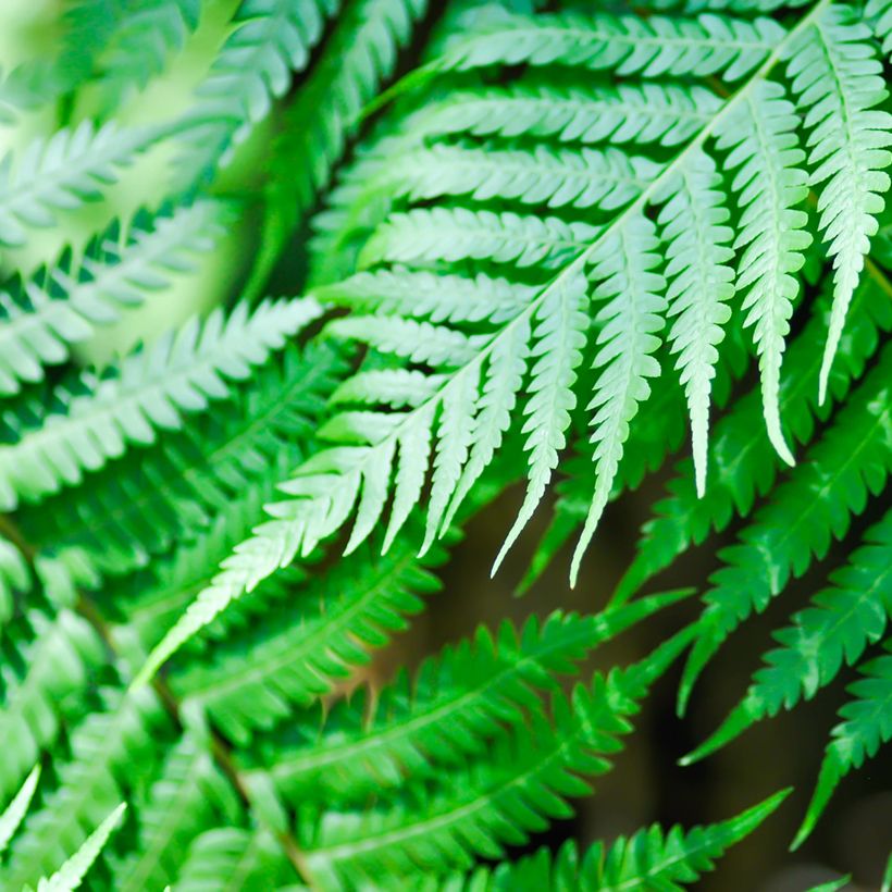 Cyathea brownii - Norfolk-Baumfarn (Laub)