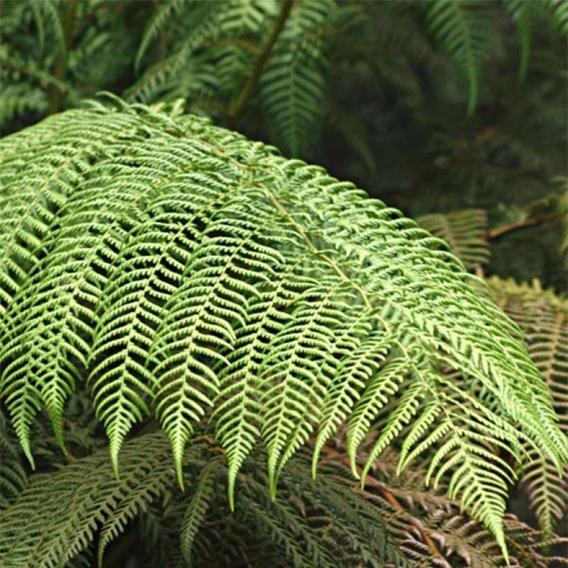 Cyathea cooperi - Australischer Baumfarn (Laub)