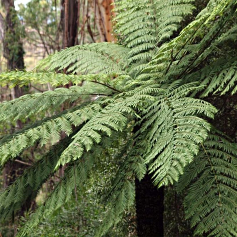 Cyathea cooperi - Australischer Baumfarn (Hafen)