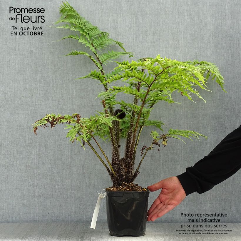 Exemplar von Cyathea cooperi - Fougère arborescente Pot de 2L/3L wie im Herbst geliefert