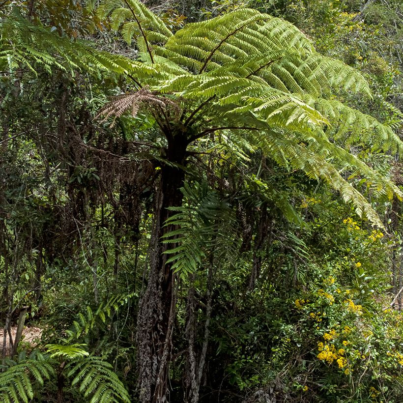 Cyathea lunulata - FBaumfarn (Hafen)