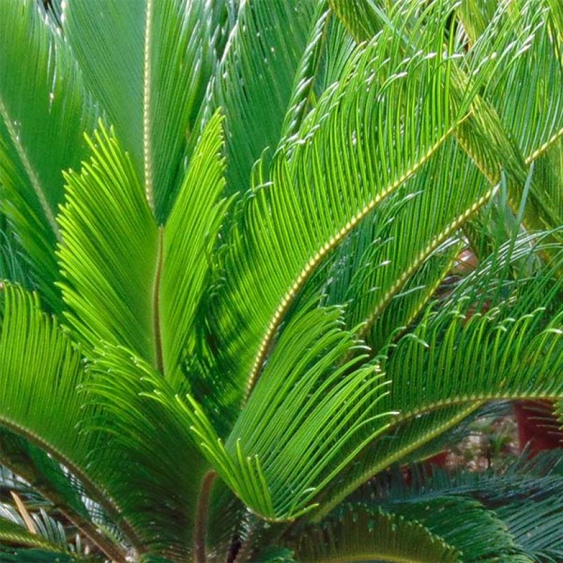 Cycas revoluta - Palmfarn (Laub)