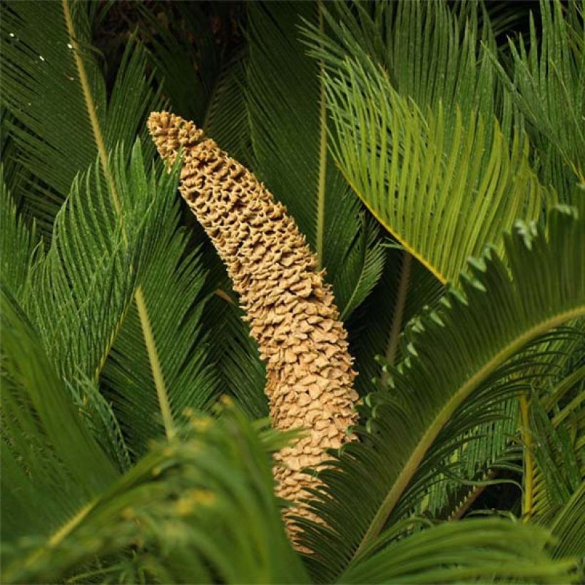 Cycas revoluta - Palmfarn (Blüte)