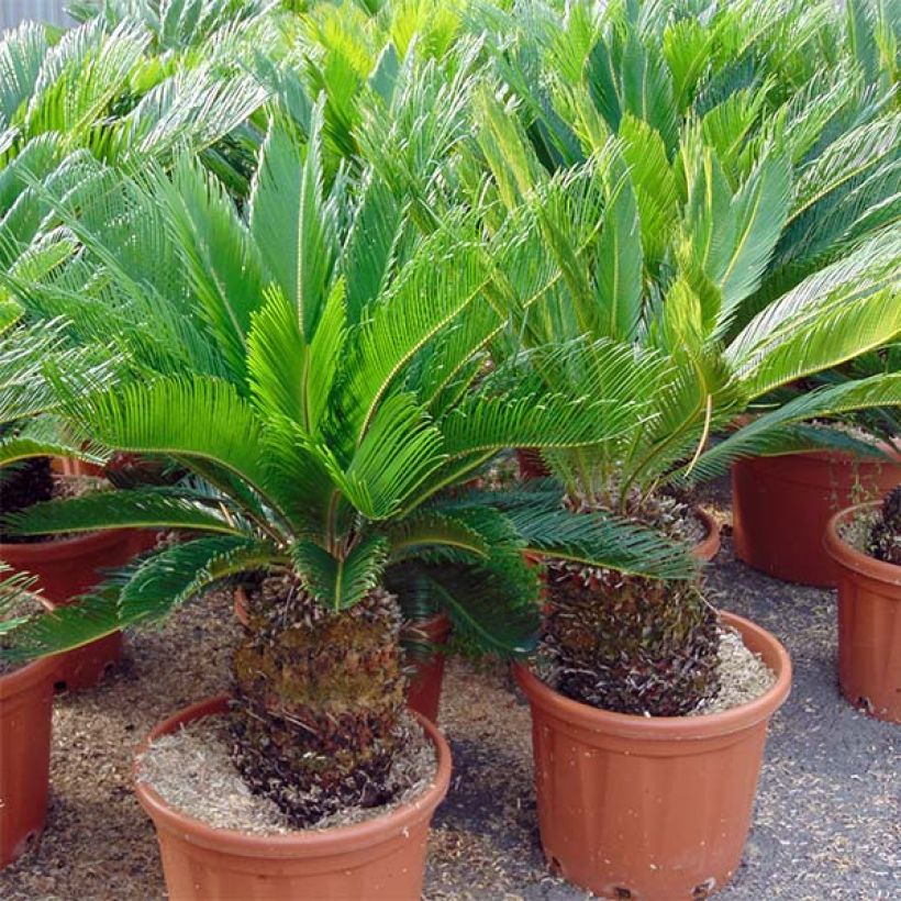 Cycas revoluta - Palmfarn (Hafen)