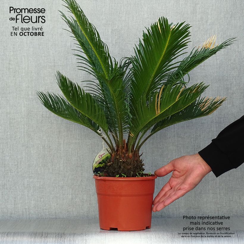 Exemplar von Cycas revoluta - Palmfarn wie im Herbst geliefert