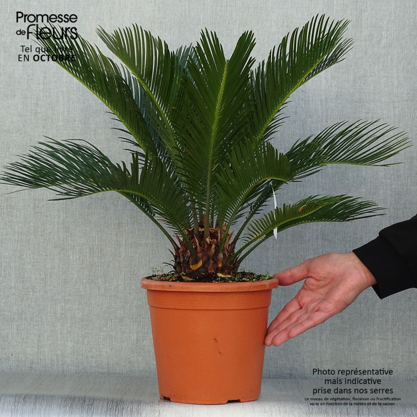 Exemplar von Cycas revoluta - Palmfarn wie im Herbst geliefert