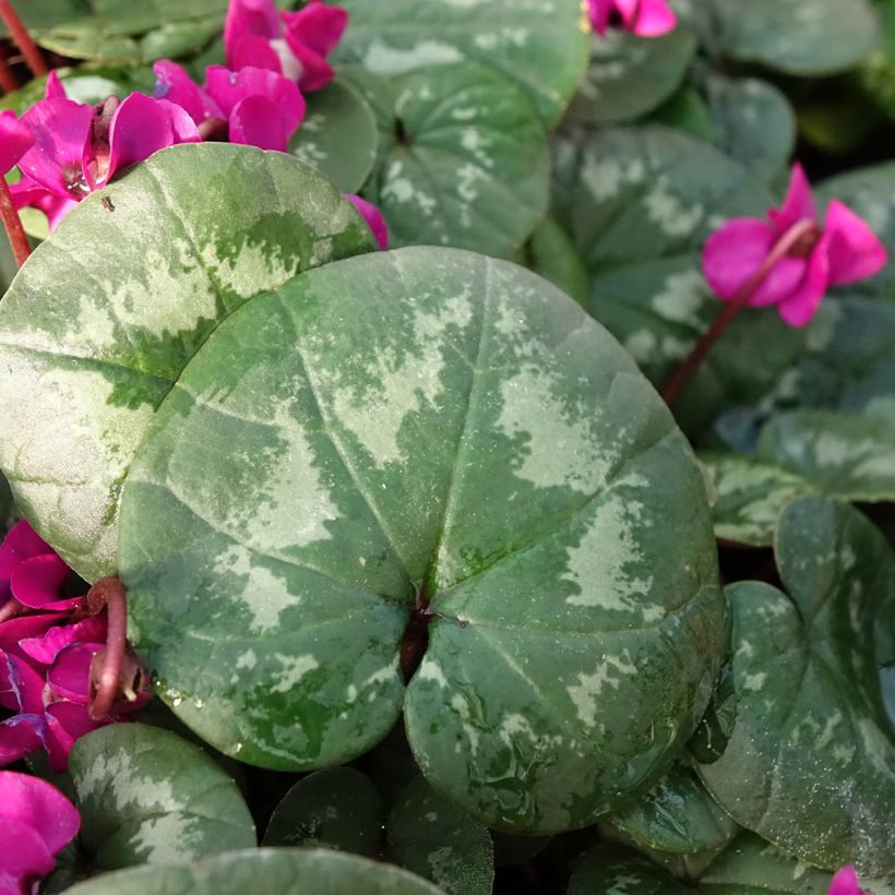 Cyclamen coum Meaden's Crimson feuillage marbré - Frühlings Alpenveilche (Laub)