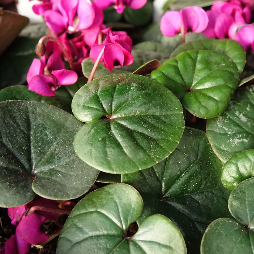 Cyclamen coum Meaden's Crimson feuillage vert - Frühlings Alpenveilche (Laub)