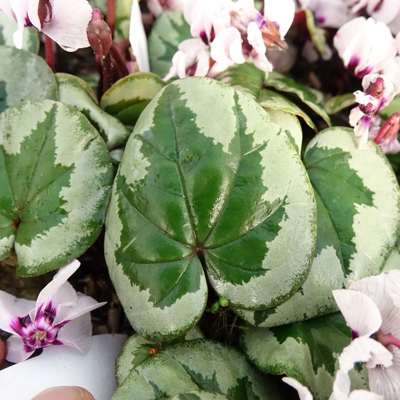 Cyclamen coum f. pallidum Porcelain - Frühlings Alpenveilche (Laub)