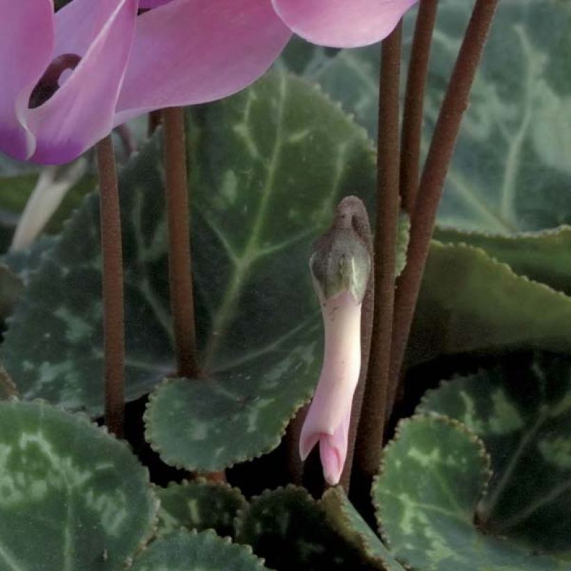 Cyclamen coum (Birne) - Frühlings Alpenveilche (Laub)