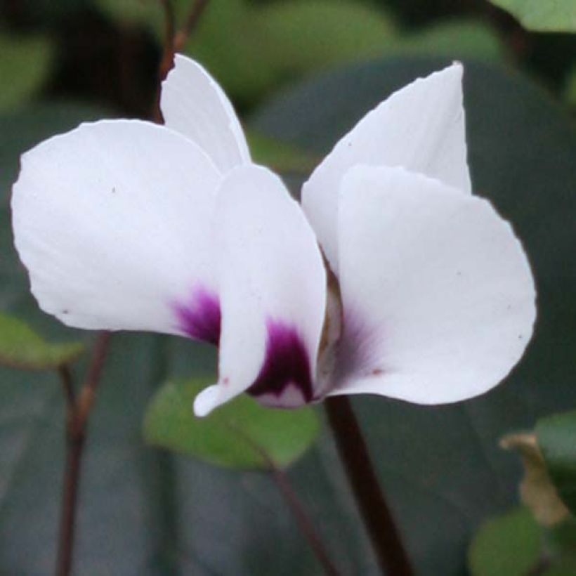 Cyclamen coum Album (Birne) - Frühlings Alpenveilche (Blüte)