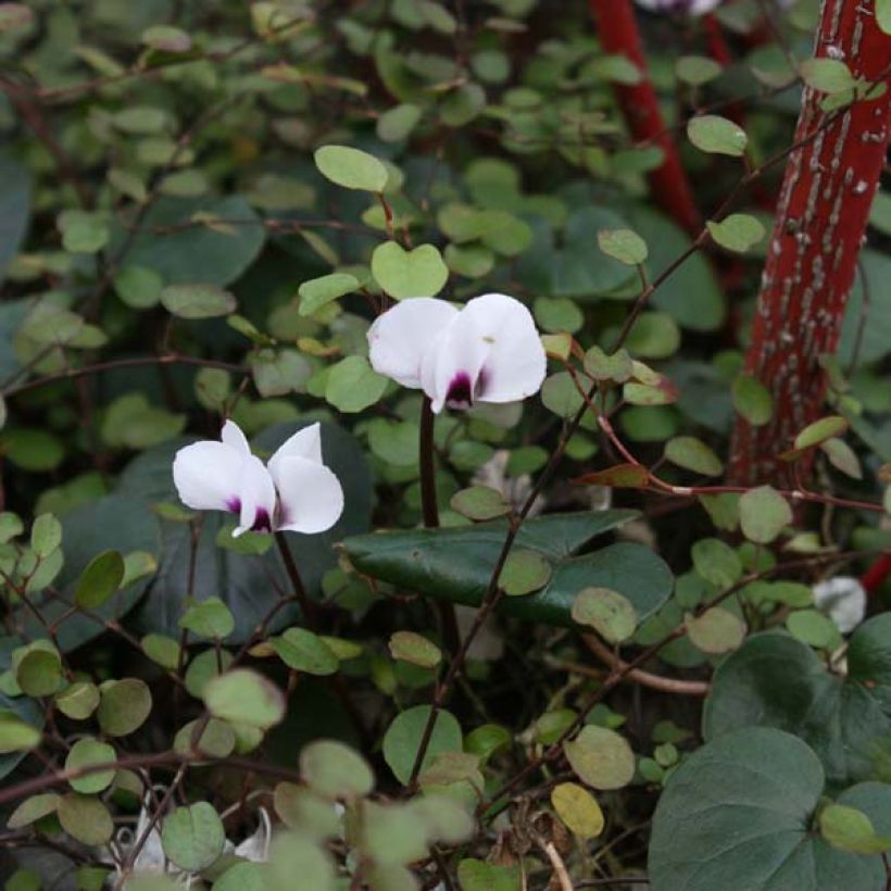 Cyclamen coum Album (Birne) - Frühlings Alpenveilche (Hafen)