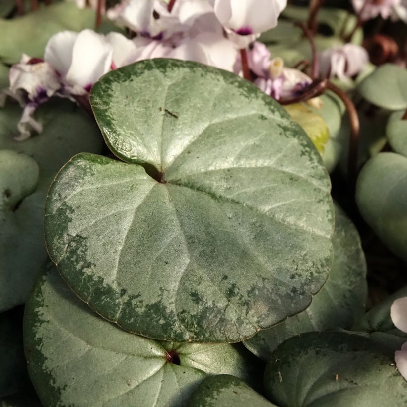 Cyclamen coum White Grey - Frühlings Alpenveilche (Laub)