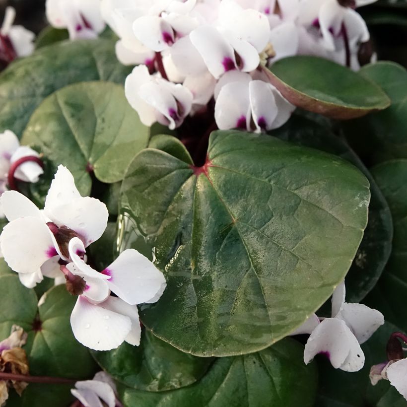 Cyclamen coum White Green - Frühlings Alpenveilche (Laub)