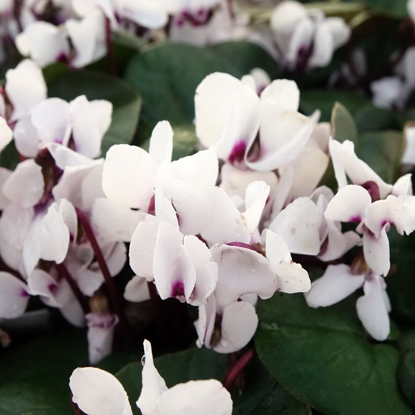 Cyclamen coum White Green - Frühlings Alpenveilche (Blüte)