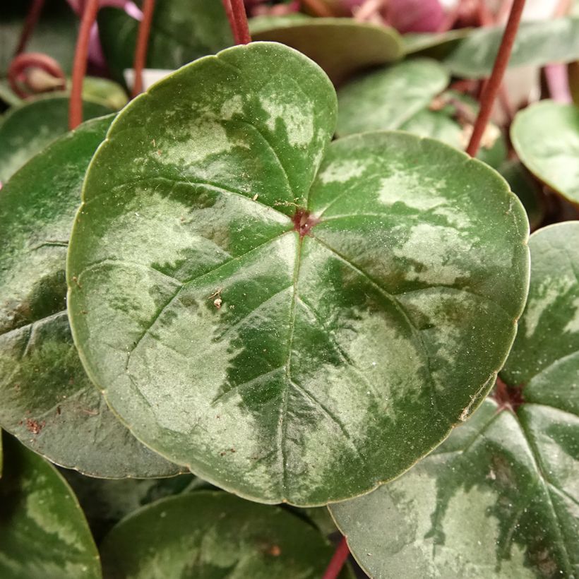 Cyclamen coum Pink Marbel - Frühlings Alpenveilche (Laub)