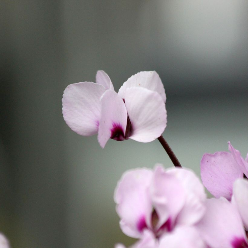 Cyclamen coum Pink Marbel - Frühlings Alpenveilche (Blüte)