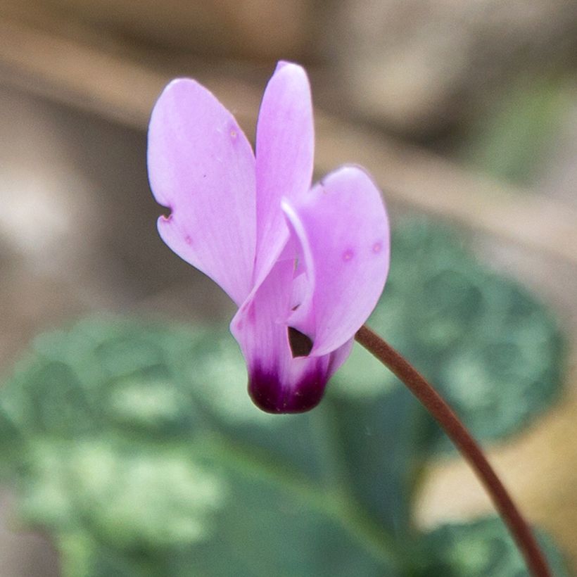 Cyclamen cilicium - Anatolien-Alpenveilchen (Blüte)