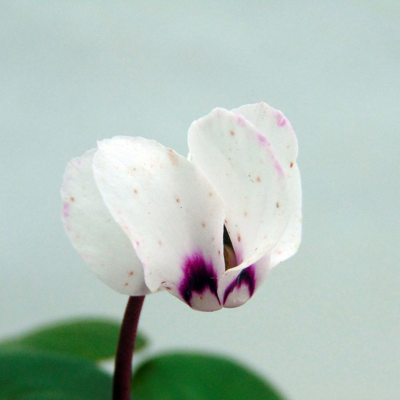 Cyclamen coum Album - Frühlings Alpenveilche (Blüte)