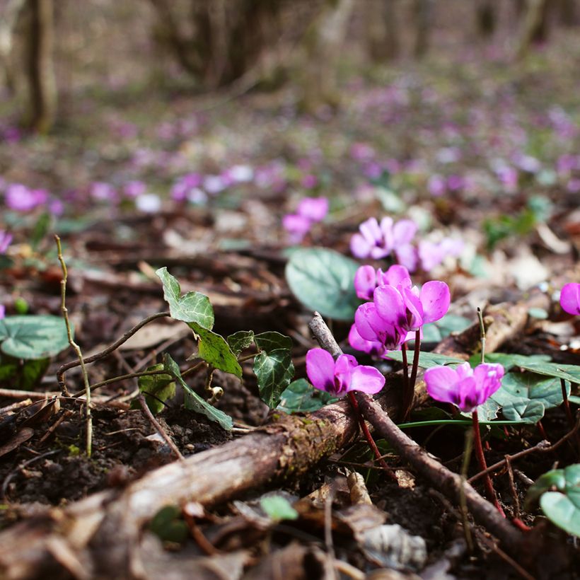 Cyclamen coum - Frühlings Alpenveilche (Hafen)