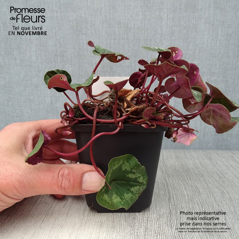 Exemplar von Cyclamen coum Rose en godet de 9cm wie im Herbst geliefert