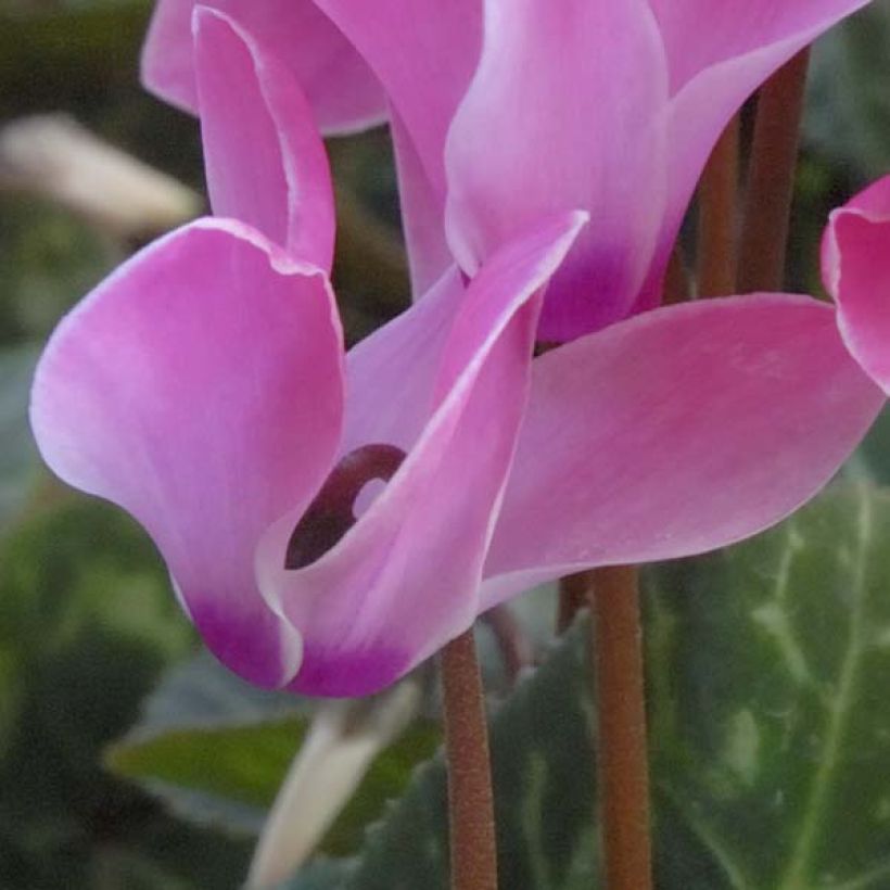 Cyclamen coum (Birne) - Frühlings Alpenveilche (Blüte)