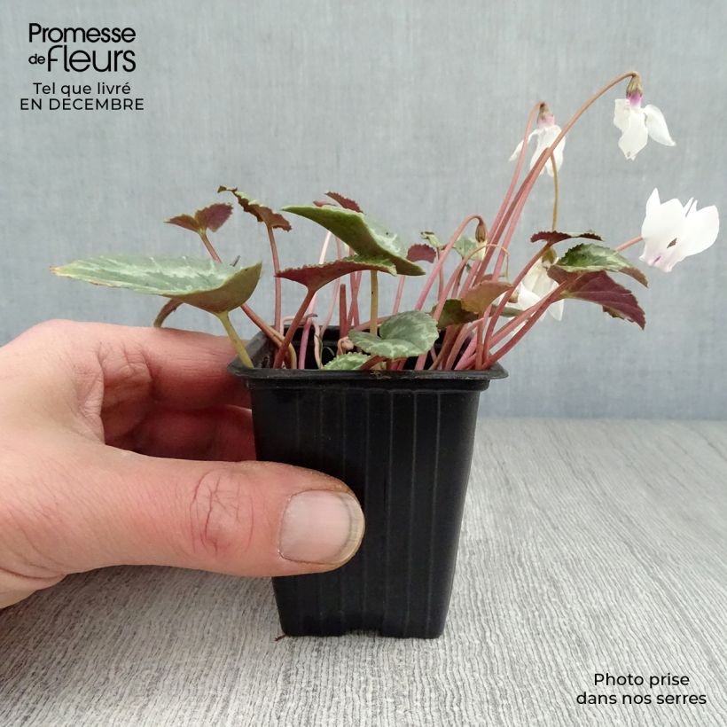 Exemplar von Cyclamen de Naples blanc godet de 7/8cm wie im Winter geliefert