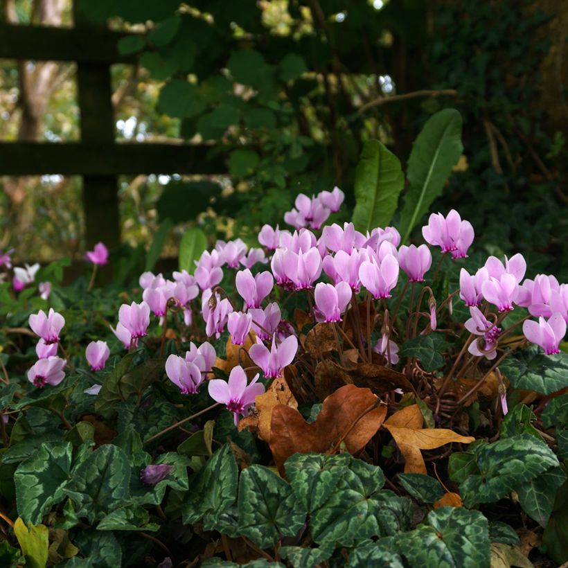 Cyclamen hederifolium - Herbst-Alpenveilchen (Hafen)