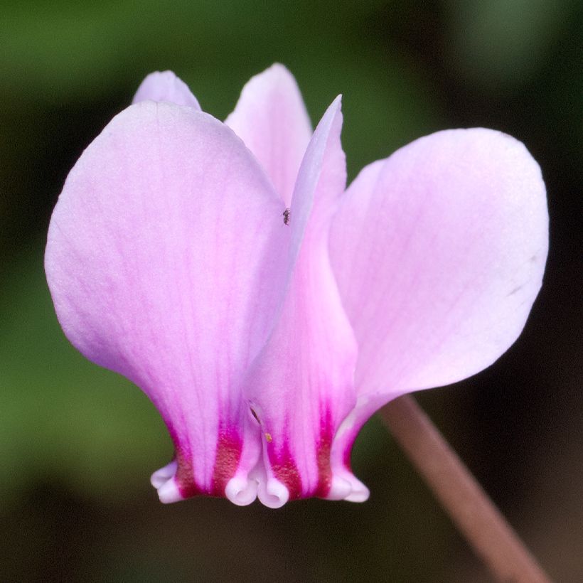 Cyclamen hederifolium - Herbst-Alpenveilchen (Blüte)