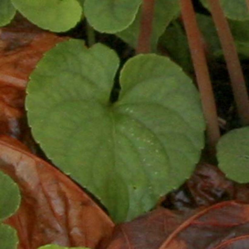 Cyclamen hederifolium Album - Herbst-Alpenveilchen (Laub)