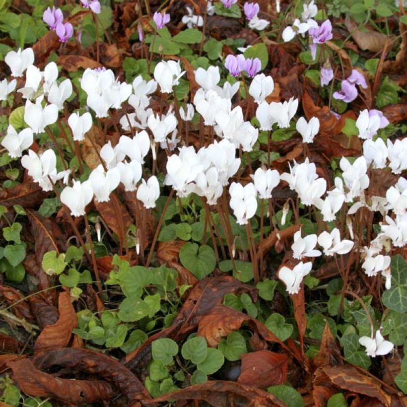 Cyclamen hederifolium Album - Herbst-Alpenveilchen (Hafen)