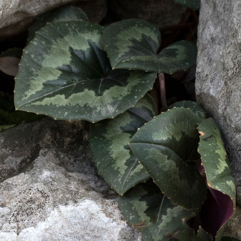 Cyclamen pseudibericum - Iberisches Alpenveilchen (Laub)