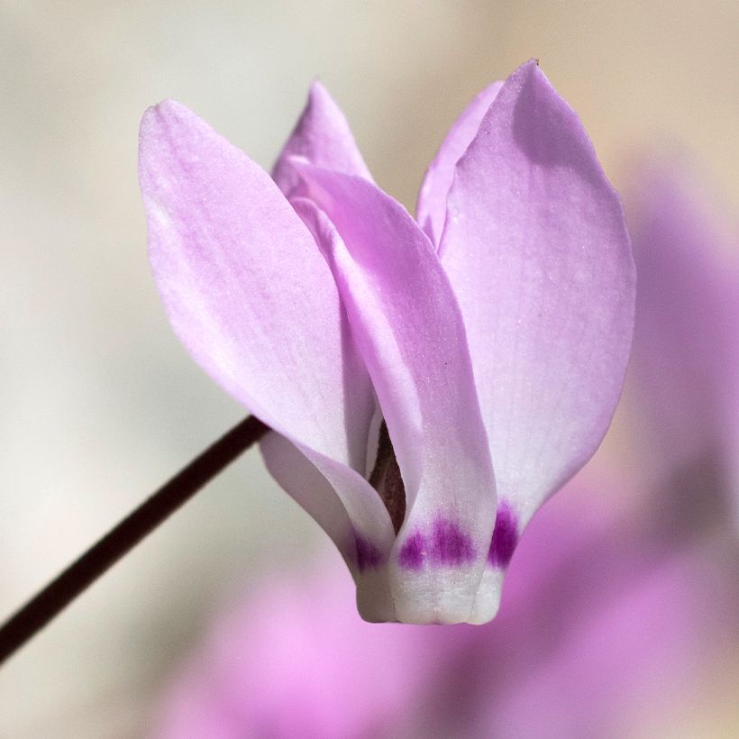 Cyclamen pseudibericum - Iberisches Alpenveilchen (Blüte)