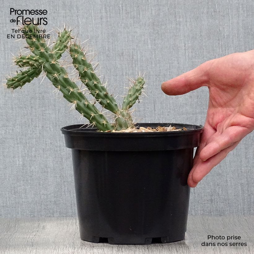 Exemplar von Cylindropuntia imbricata - Cactus rustique. Pot de 4L/5L wie im Winter geliefert