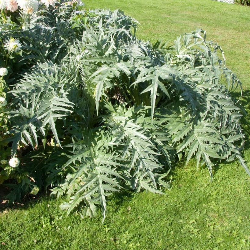 Wilde Artischocke var. altilis - Cynara cardunculus (Hafen)