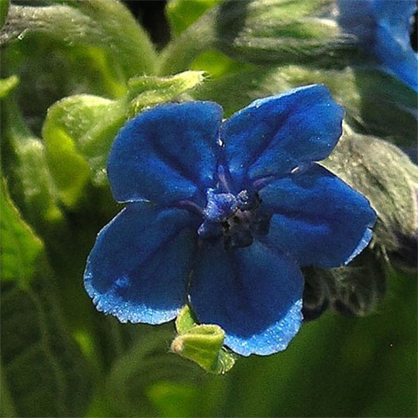 Cynoglossum nervosum - Himalaya-Hundszunge (Blüte)