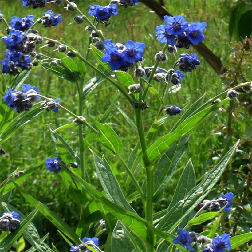 Cynoglossum nervosum - Himalaya-Hundszunge (Hafen)