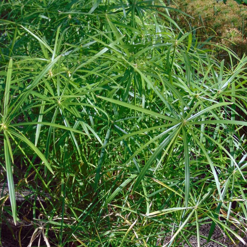 Cyperus alternifolius - Wechselblättriges Zyperngras (Laub)